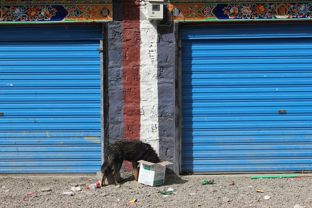 tibet_2013_036